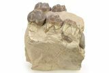 Partial Fossil Early Pig (Perchoerus) Skull - South Dakota #269766-3